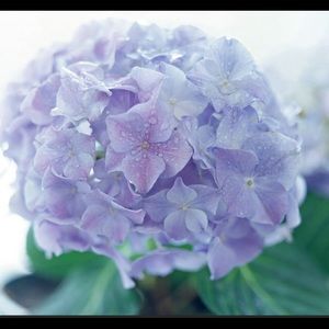 Meet your Posher, Juarez